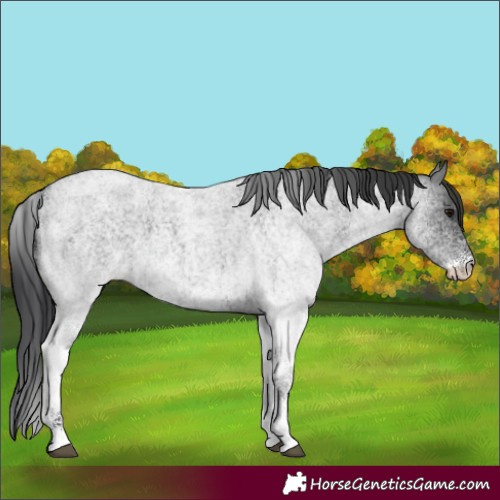 Horse Color:Unknown 