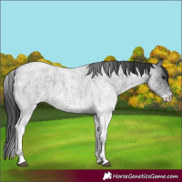 Horse Color:Unknown 