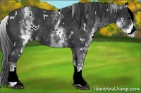 Horse Color:White Spotted Black 