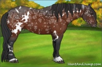 Horse Color:White Spotted Brown Ice 