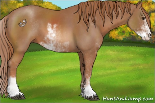 Horse Color:Chestnut Sabino 