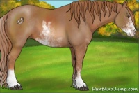 Horse Color:Chestnut Sabino 
