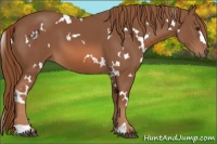 Horse Color:White Spotted Chestnut 
