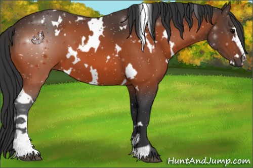 Horse Color:White Spotted Bay Sabino