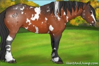 Horse Color:White Spotted Bay Sabino 
