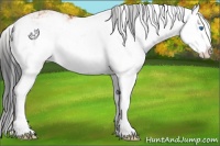 Horse Color:Bay Sabino Splash 