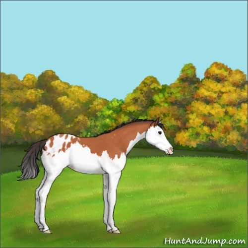 Horse Color:Unknown 