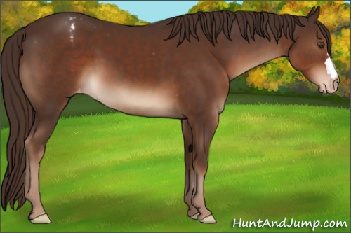 Horse Color:Liver Chestnut Appaloosa 
