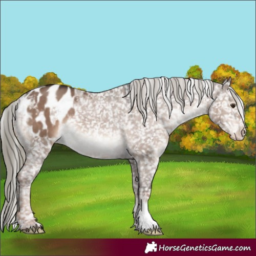 Horse Color:Liver Red Dun Mushroom Appaloosa 