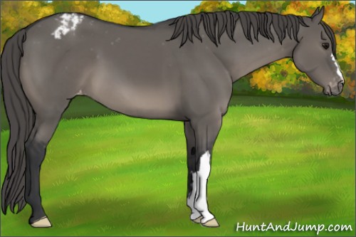 Horse Color:Grullo Mushroom Varnish 