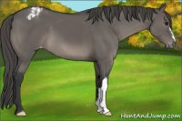 Horse Color:Grullo Mushroom Varnish