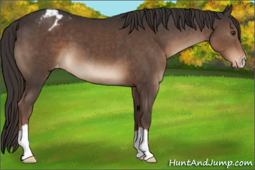 Horse Color:Liver Chestnut Appaloosa 