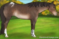 Horse Color:Liver Chestnut Appaloosa 