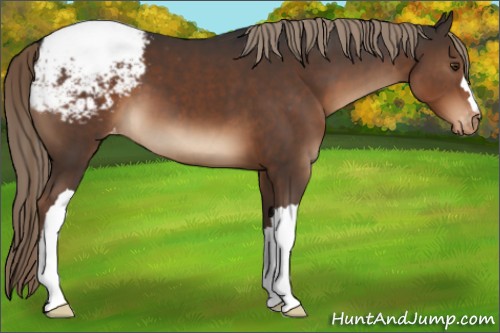 Horse Color:Liver Chestnut Appaloosa 