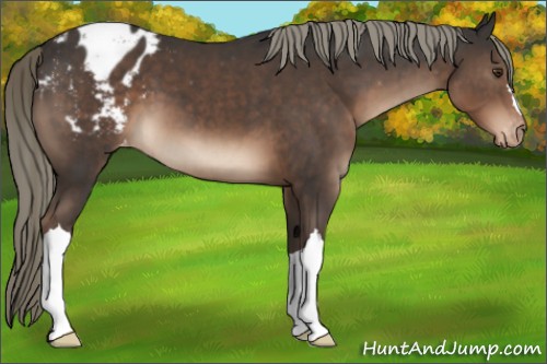 Horse Color:Liver Chestnut Mushroom Appaloosa 