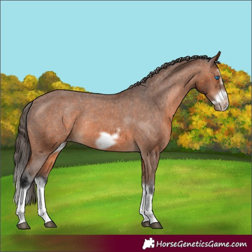 Horse Color:Bay Splash Frame Appaloosa Rabicano