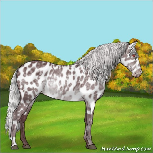 Horse Color:Chocolate Silver Black Chinchilla Appaloosa 