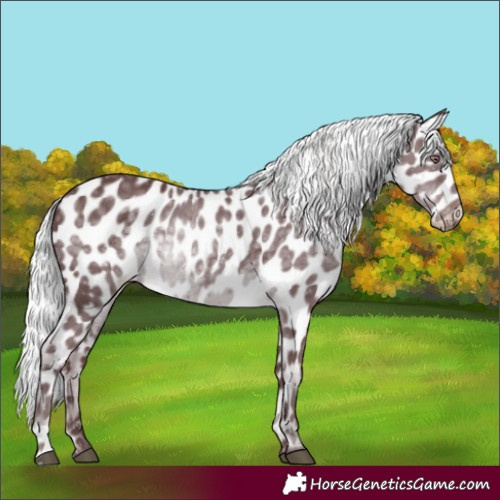 Horse Color:Chocolate Silver Black Chinchilla Appaloosa 