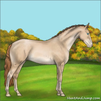 Horse Color:Buckskin Pearl 