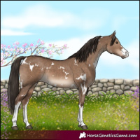 Horse Color:White Spotted Liver Red Dun 