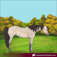 Horse Color:Bay Ice Dun Rabicano