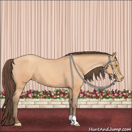 Horse Color:Amber Champagne Appaloosa 