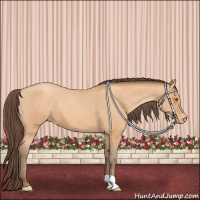 Horse Color:Amber Champagne Appaloosa 