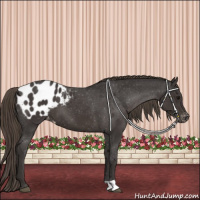 Horse Color:Smoky Black Appaloosa 