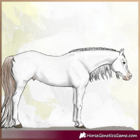 Horse Color:Red Dun Appaloosa 