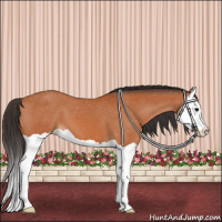Horse Color:Bay Splash Appaloosa 