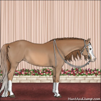 Horse Color:Chestnut Splash Appaloosa 