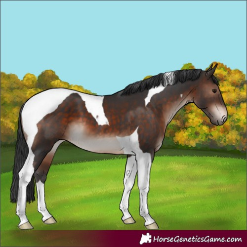 Horse Color:Bay Mushroom Tobiano 
