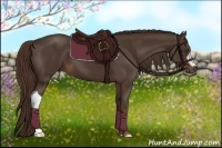 Horse Color:Liver Chestnut 