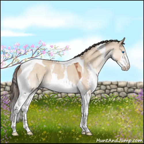 Horse Color:Bay Dun Sabino Splash Tobiano 