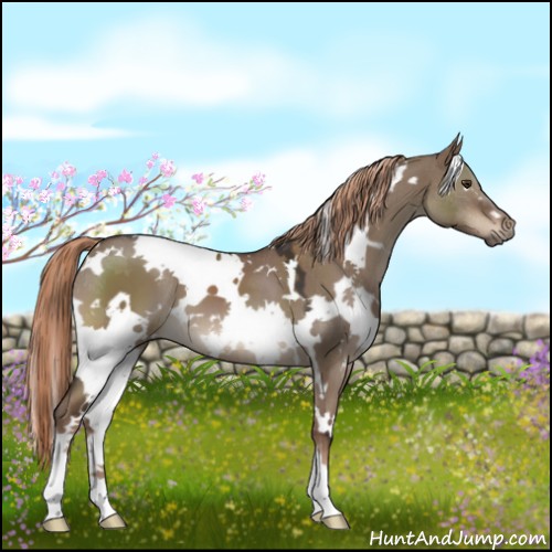 Horse Color:White Spotted Liver Red Dun 