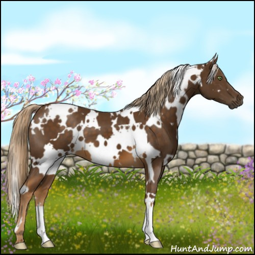 Horse Color:White Spotted Chocolate Palomino