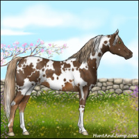 Horse Color:White Spotted Chocolate Palomino 