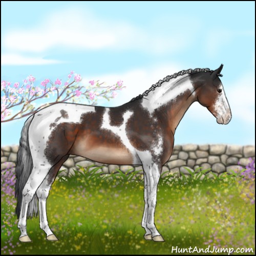 Horse Color:Brown Sabino Tobiano 
