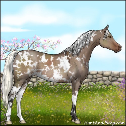 Horse Color:White Spotted Liver Red Dun Mushroom 