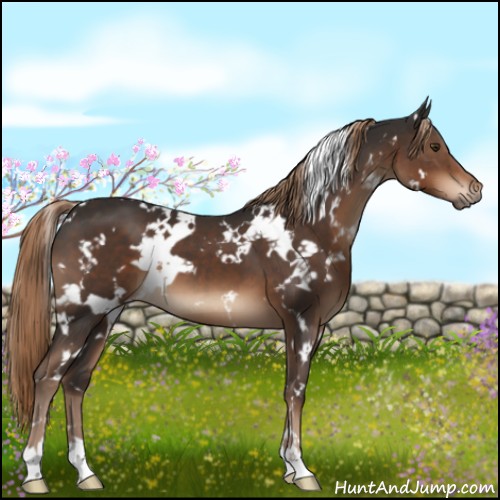 Horse Color:White Spotted Liver Chestnut 
