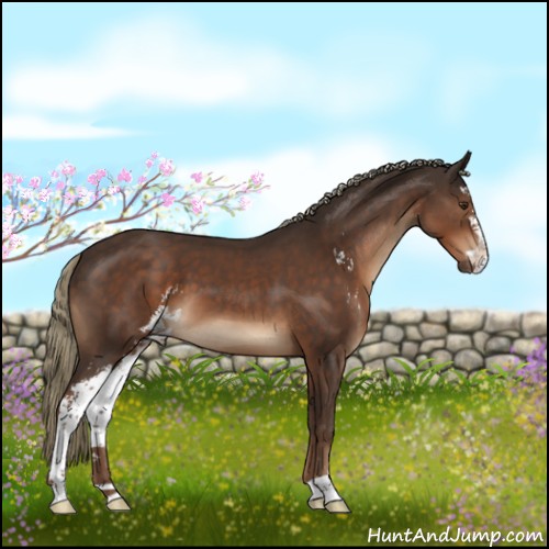 Horse Color:Liver Chestnut Sabino 
