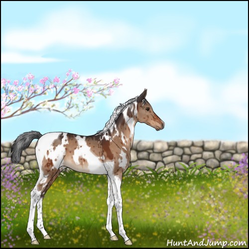 Horse Color:White Spotted Brown Dun Tobiano Brindle 