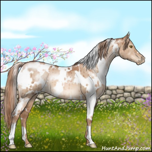 Horse Color:White Spotted Liver Red Dun Pearl Brindle