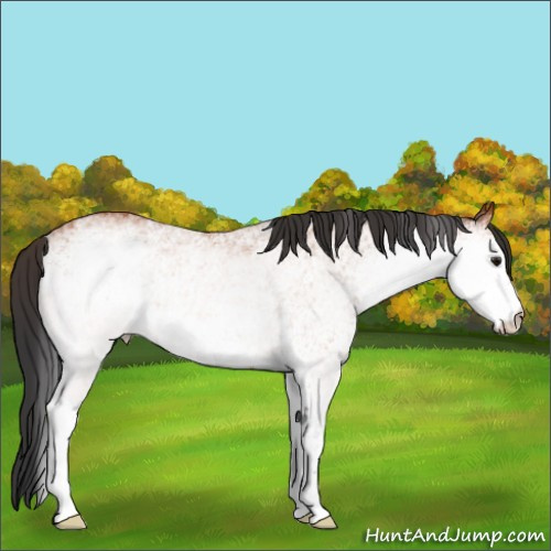 Horse Color:White Spotted Bay 