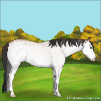 Horse Color:White Spotted Bay 