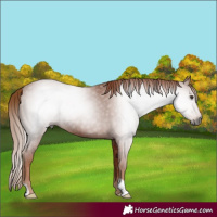 Horse Color:Gray Chestnut