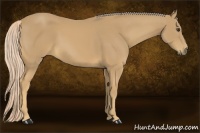 Horse Color:Palomino 