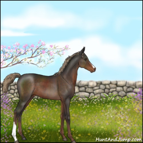 Horse Color:Liver Chestnut 