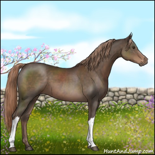 Horse Color:Liver Chestnut 
