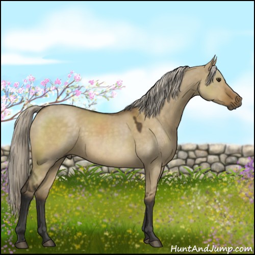 Horse Color:Chocolate Palomino Dun 